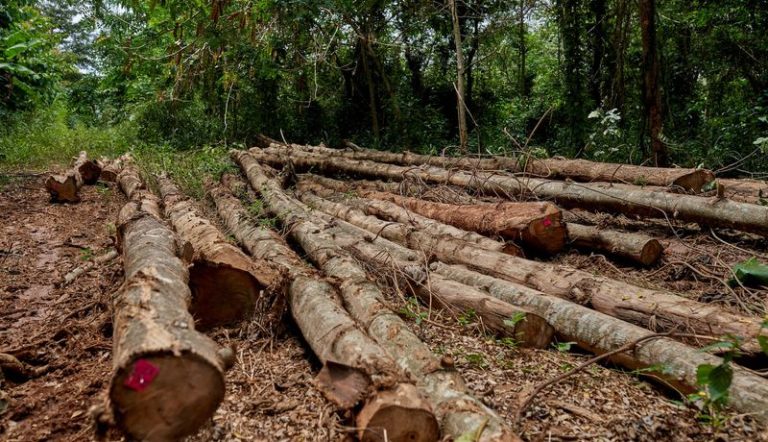 felled_logs_of_teak_trees_on_the_plantation__3.jpg__800x460_q80_crop_progressive_subsampling-2_upscale